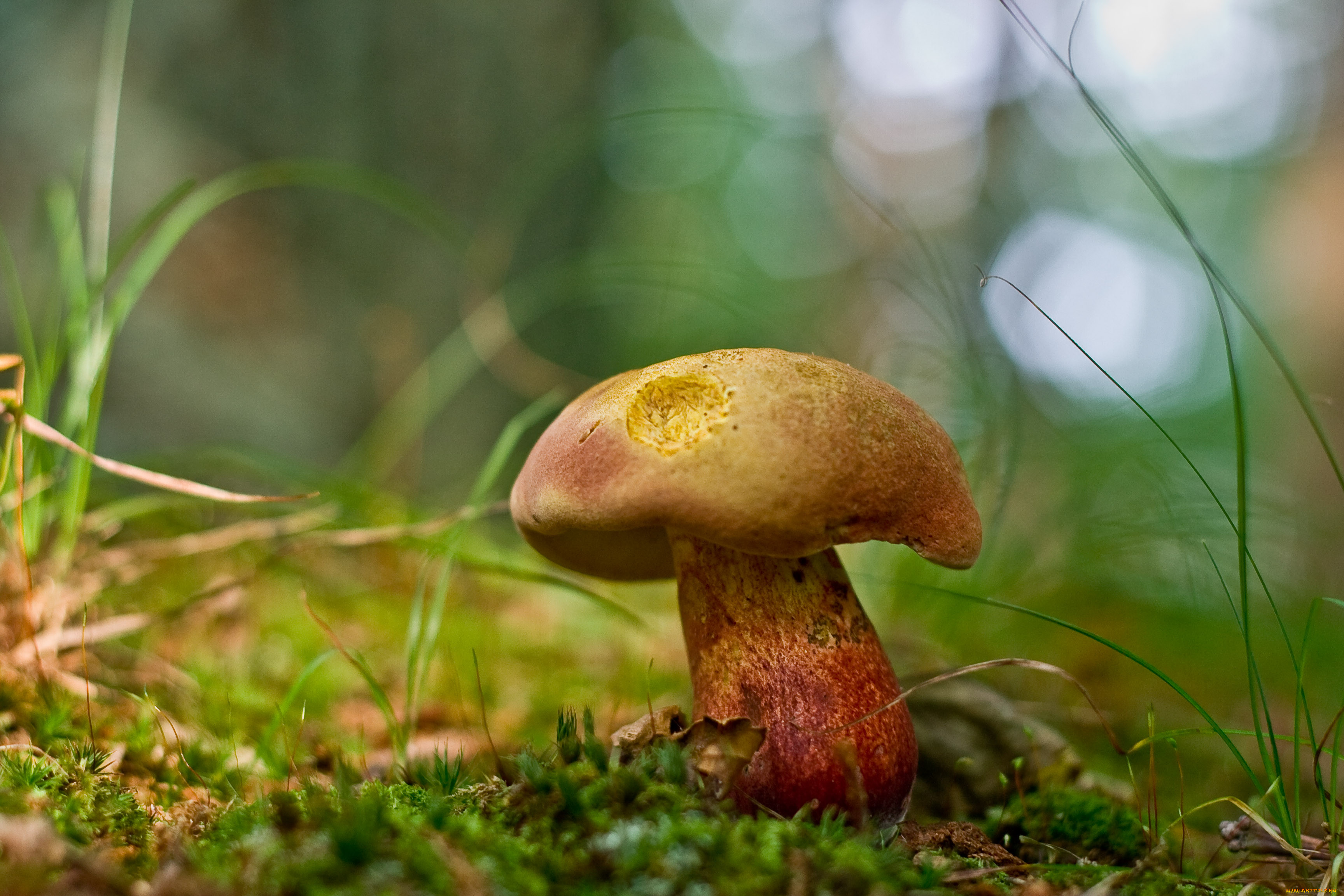 mushroom, , , , , 